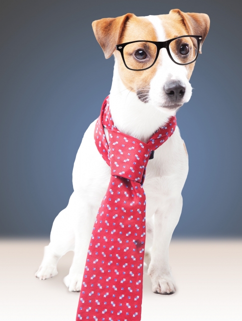 dog wearing glasses and a tie