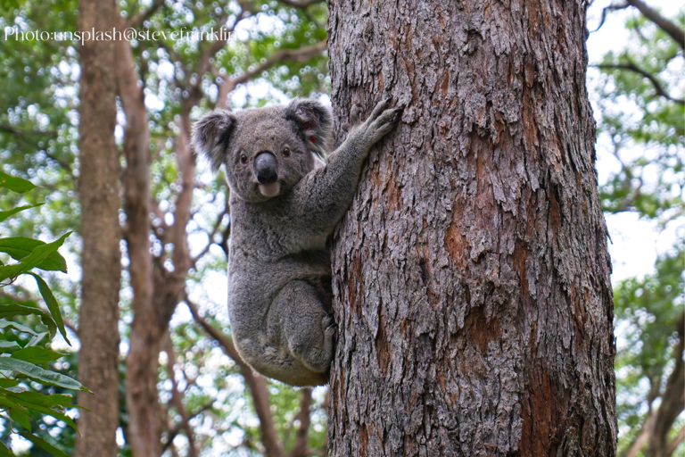 koala on tree