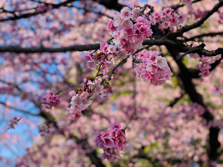 sakura