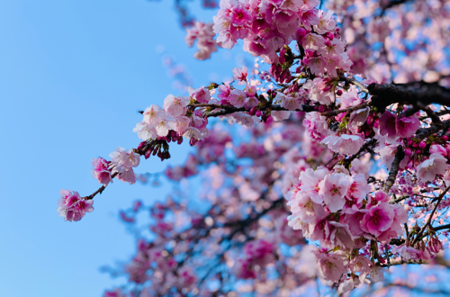 sakura