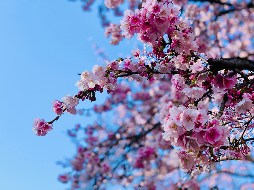 sakura